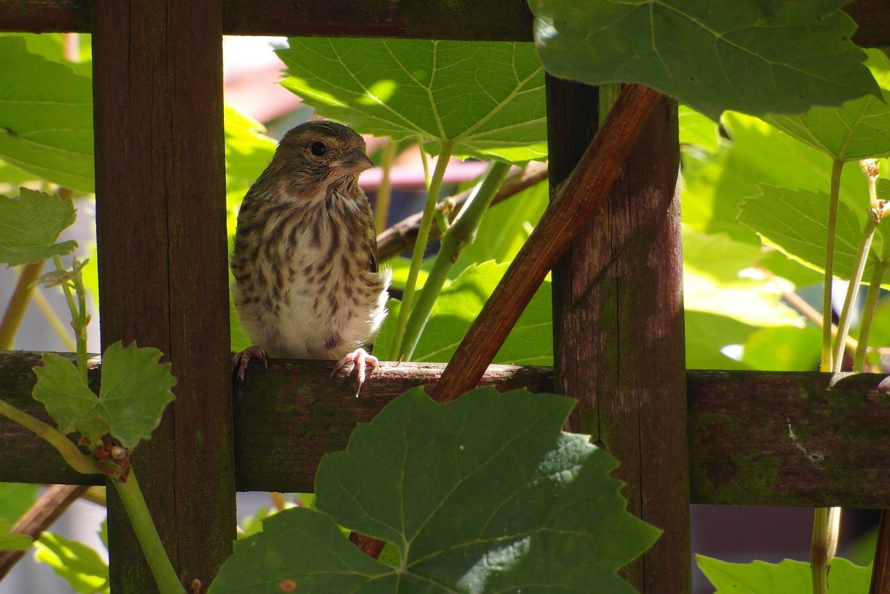 Sparrow resting in grape vines