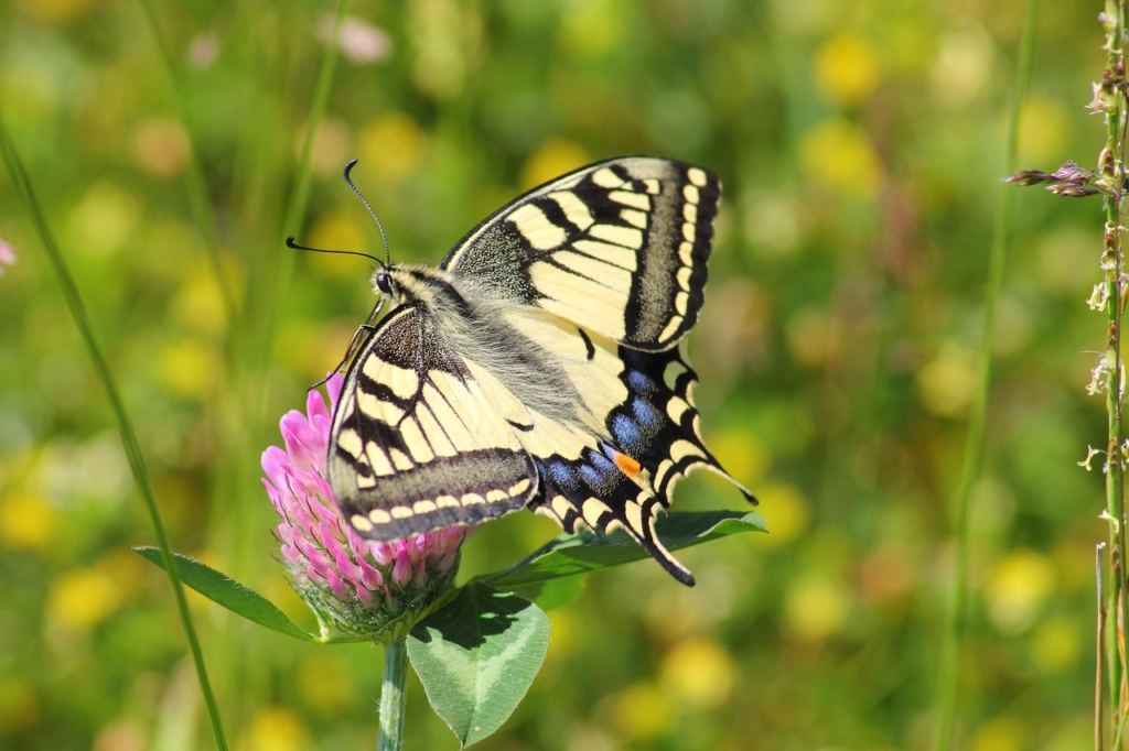 butterfly on pink flower