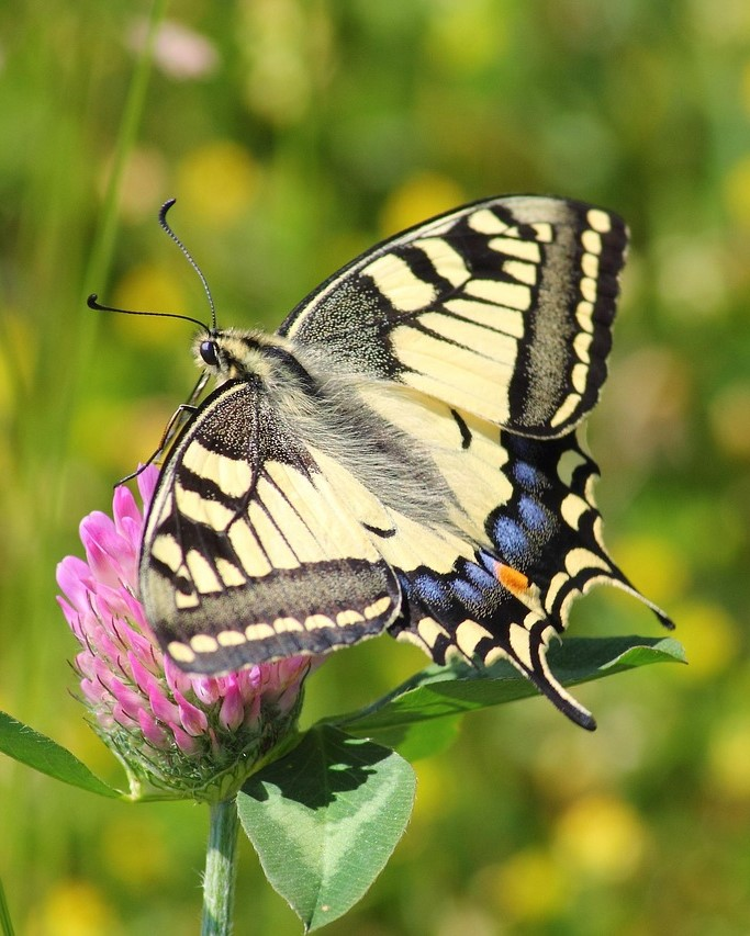 Yellow butterfly resting on pink flower