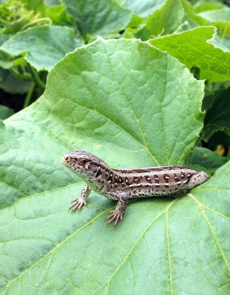 Newt resting on cucumber plant leaf
